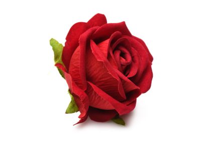 The Rose Lover's Gift Box Bloomgasm (Option: Red)